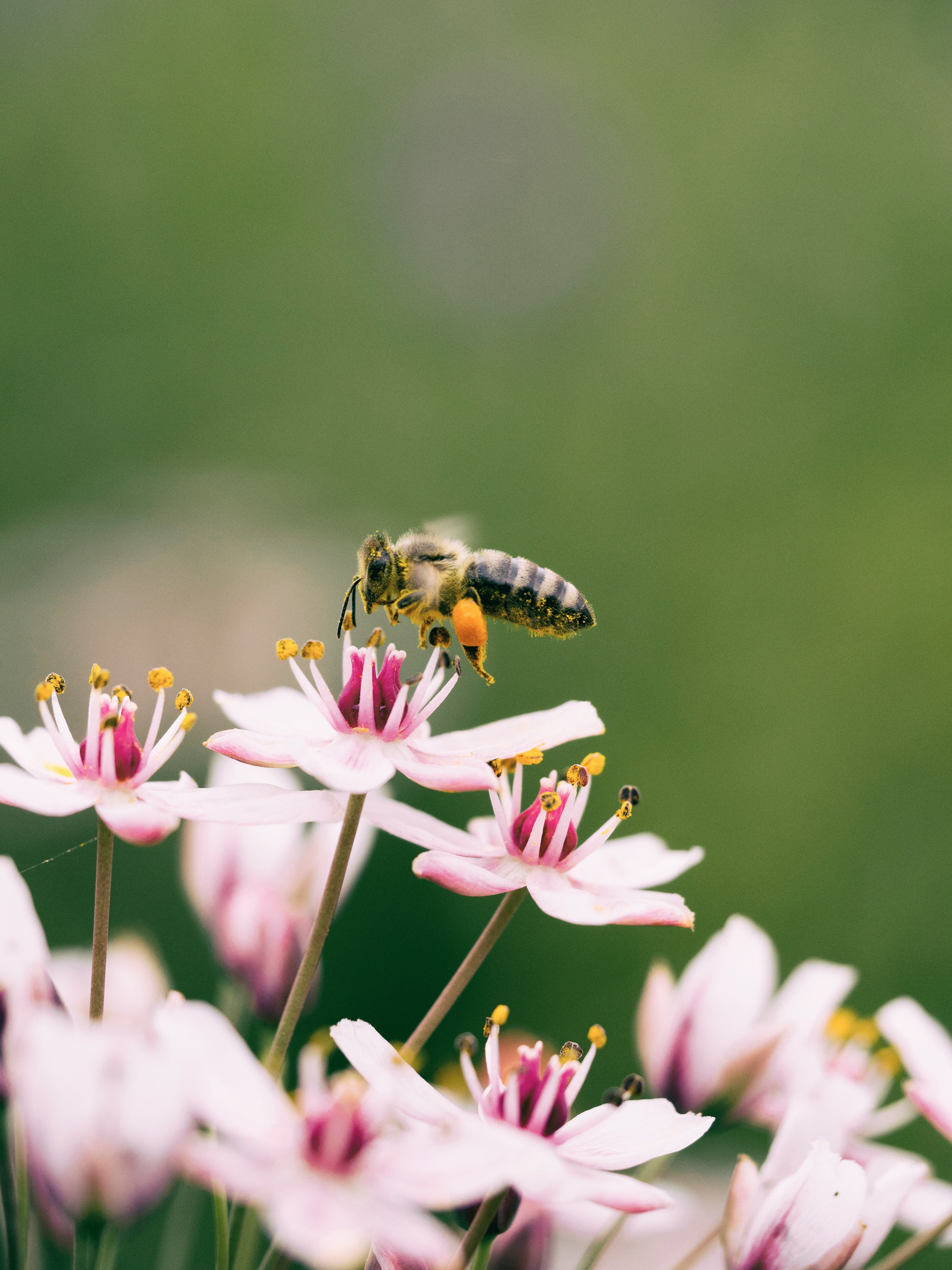 Bienen in die Landwirtschaft Projekt Logo